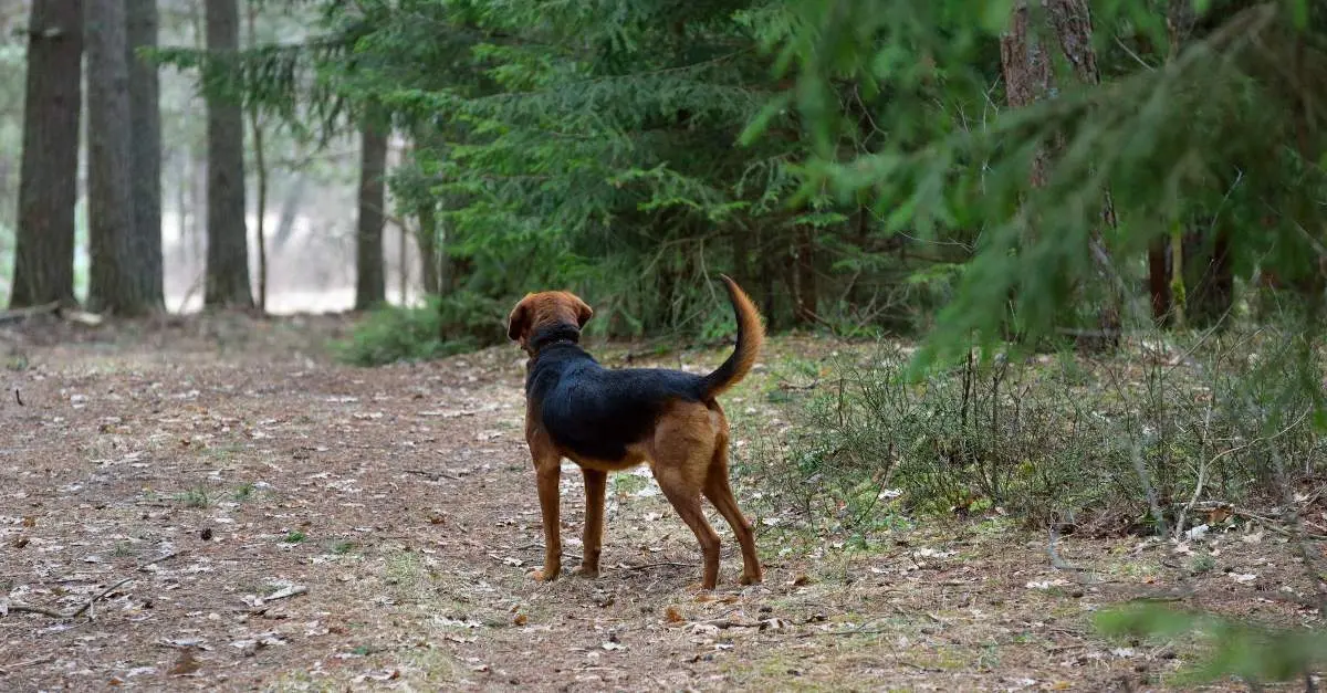 jagdhund